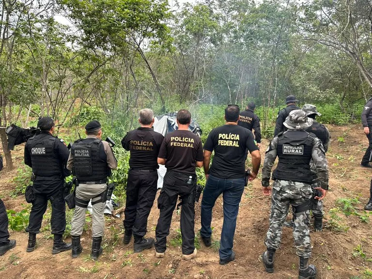 Operação da PF e PM descobre plantação de maconha de quase um hectare