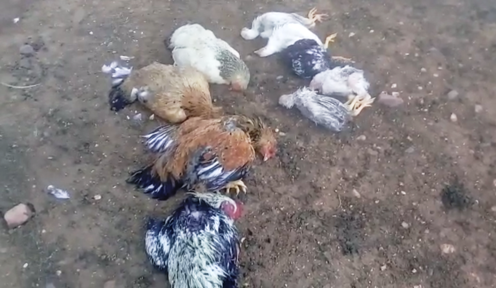 Mortes súbitas de dezenas de galinhas, patos e gansos assustam agricultores de Catingueira