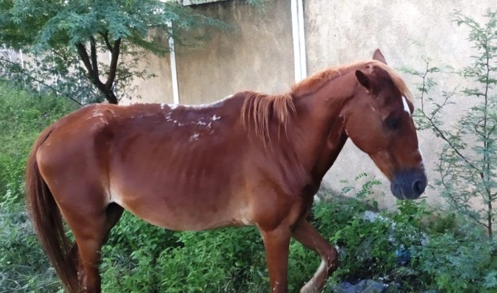 Após tratamento, égua que teve olho dilacerado tem alta médica e vai voltar para o dono na cidade de Patos