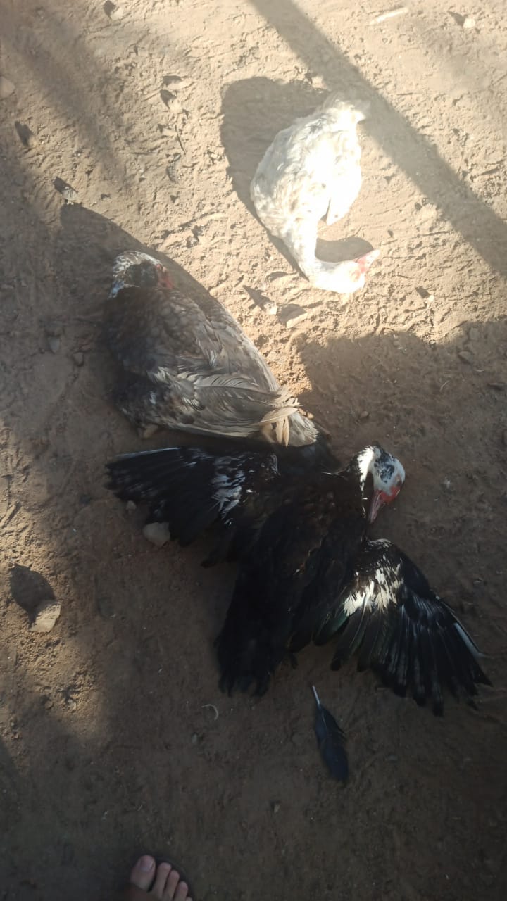 Internauta relata morte de aves em situação semelhante ao ocorrido em Catingueira