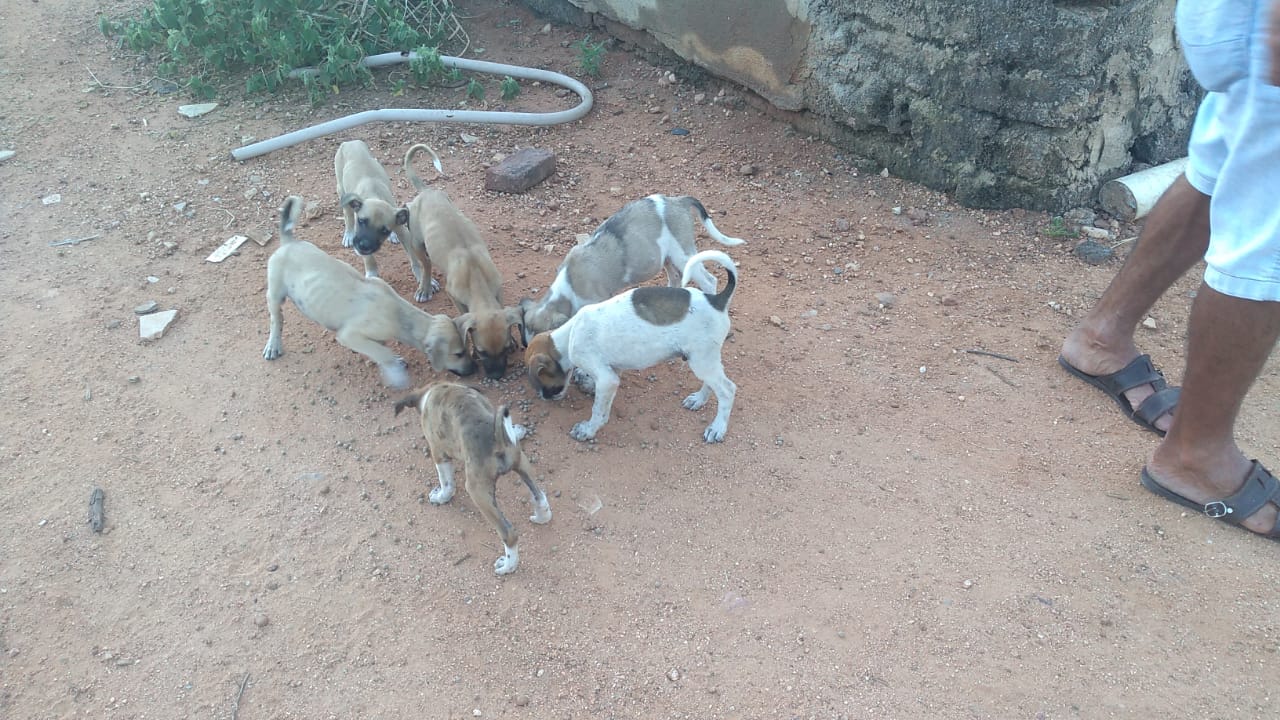 Mulher relata que foi mordida por cães de rua, faz registro em vídeo e pede providências ao município