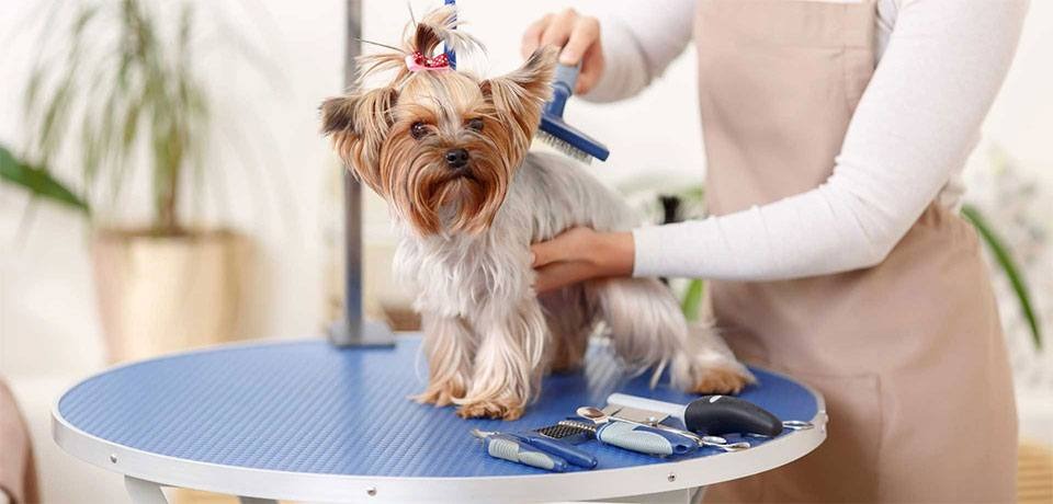 PROCON Patos realiza pesquisa sobre serviços oferecidos pelos pet shops da cidade