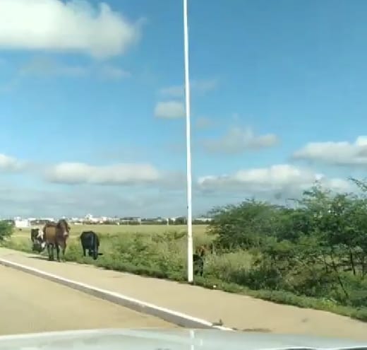 Animais bovinos são vistos nos dois sentidos da alça sudeste