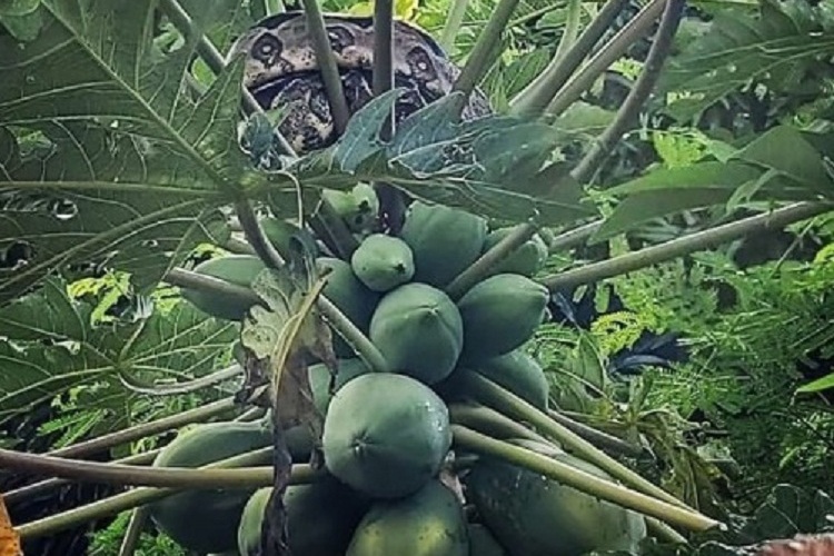 Jiboia assusta moradores de Princesa Isabel e Corpo de Bombeiro é chamado