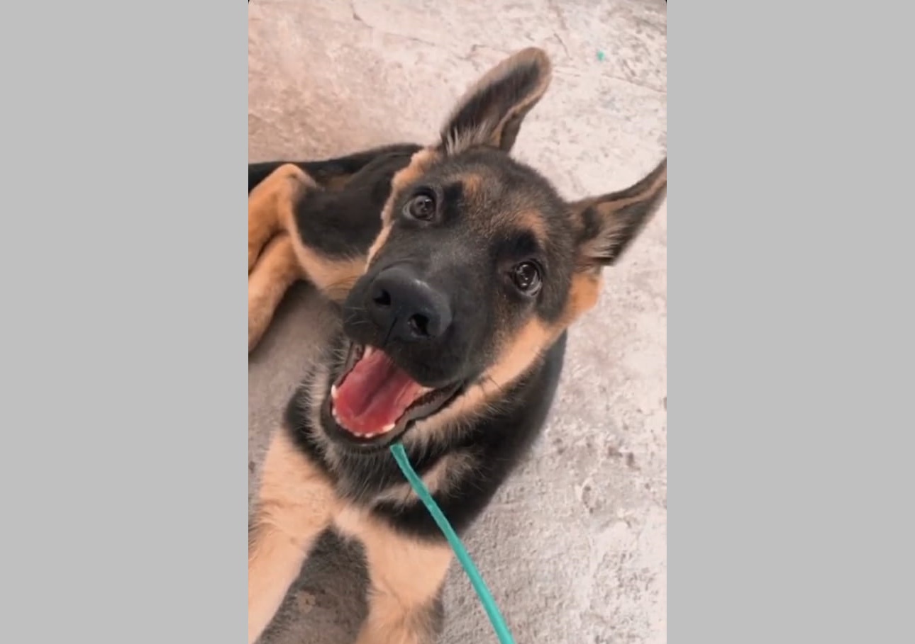 Em Patos: Pastor Alemão foge e família a procura. Veja