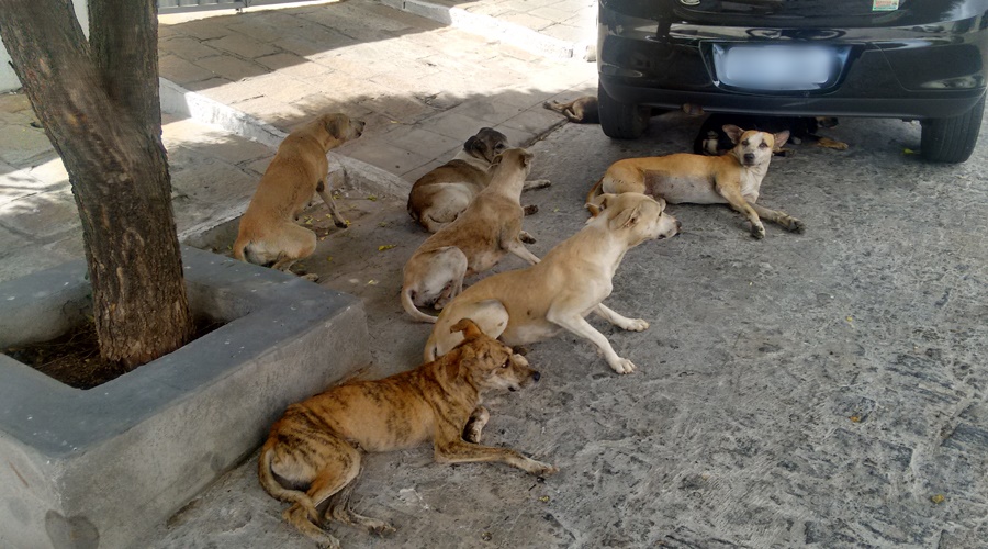 Vereador Nandinho cobra providências para animais de rua e líder do governo apresenta plano de castração. Ouça