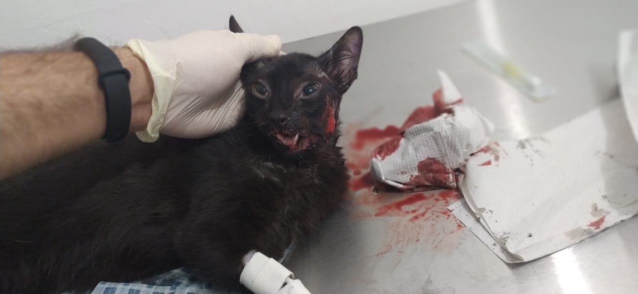 Animais estão sendo envenenados e torturados no Mercado Público de Patos, denunciam ativistas