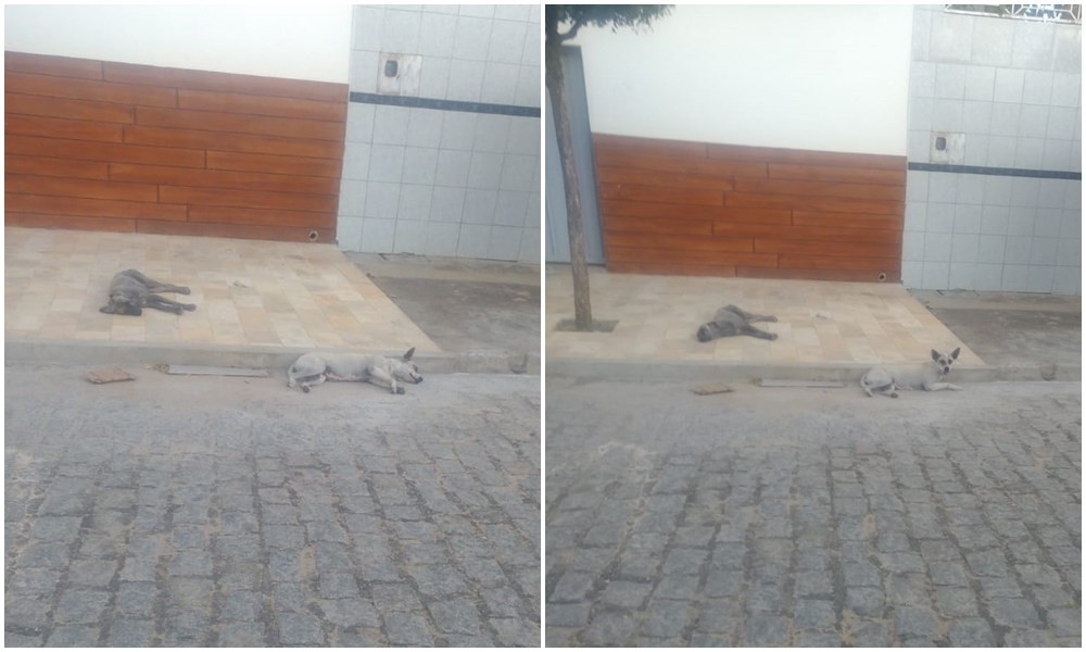 Senhora pede apoio do Adota Patos para resgatar duas cadelas que estão abandonadas em Patos