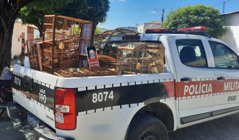 Homem terá que pagar multa de R$ 7 mil por manter 14 aves silvestres em cativeiro, no Vale do Piancó