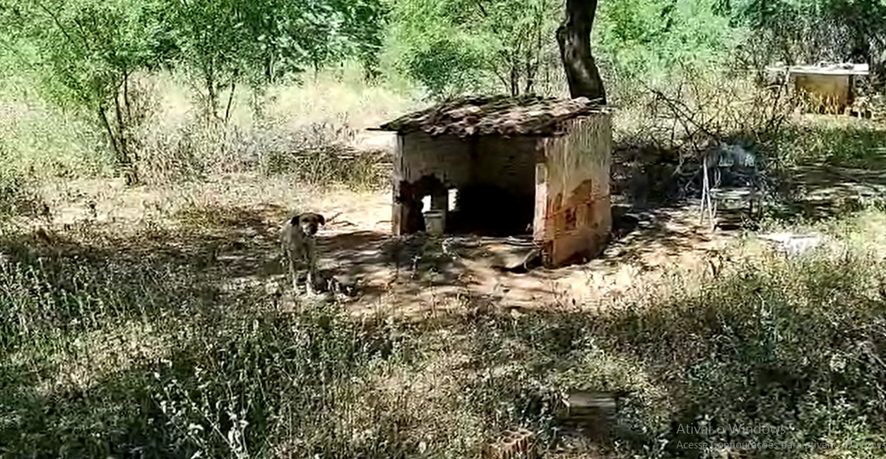 Cidadão pede apoio para alimentar cães de rua e Município destaca se dá o apoio à causa animal em Patos