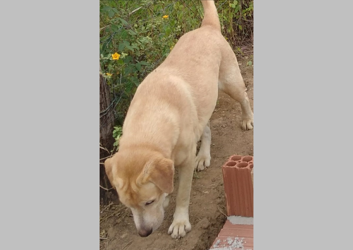 Cão da raça labrador está desaparecido e dona faz apelo para encontrá-lo. Veja