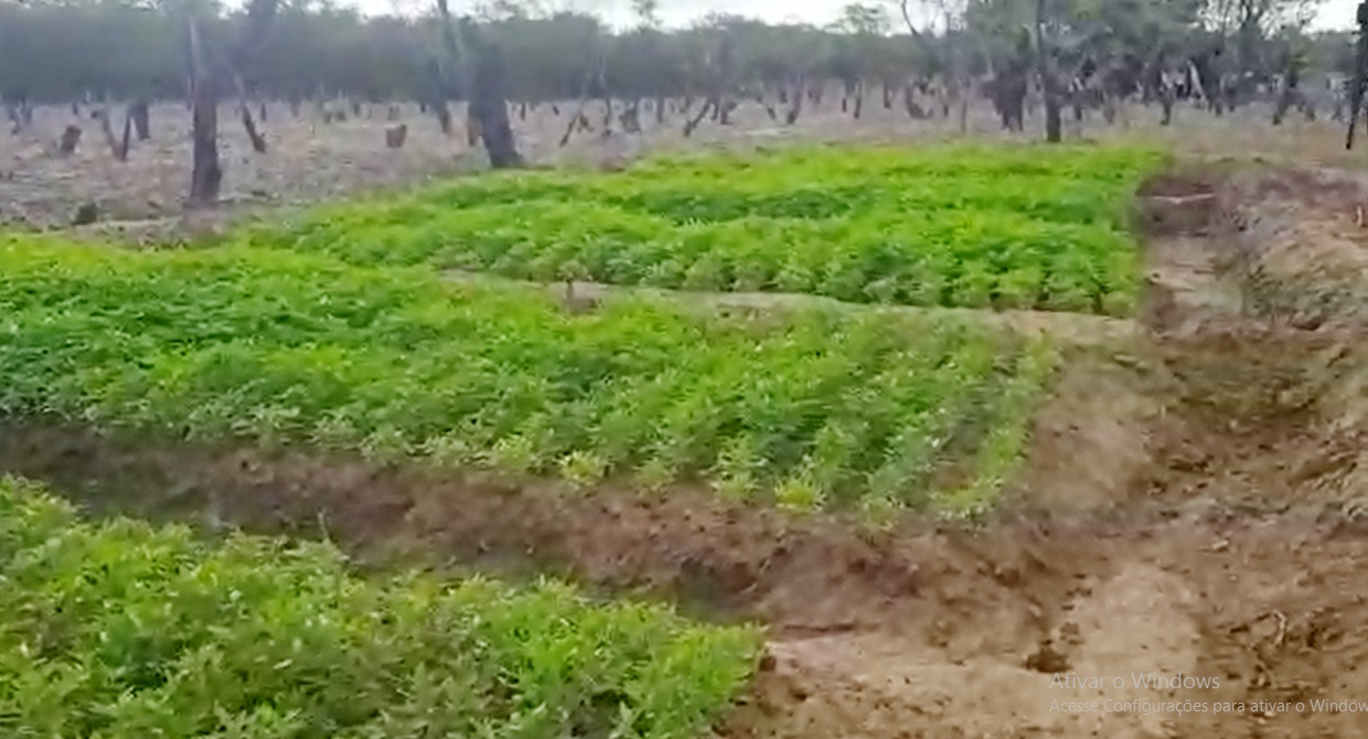 Delegado fala sobre Mega Operação que localizou e destruiu roça com 100 mil pés de Maconha. Ouça e veja o vídeo