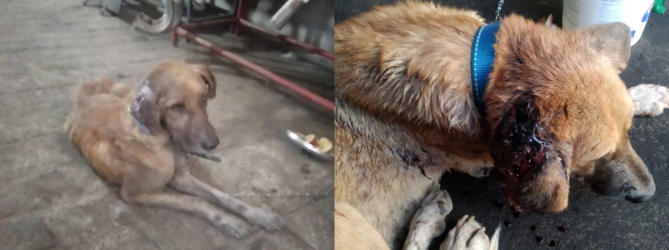 Vereador Sargento Patrian e voluntários cuidadores de animais, cuidam de cão que estava ferido em Patos