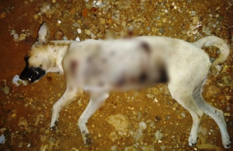 Moradores encontram cadela morta a tiros no bairro Novo Horizonte, em Patos; gato também foi envenenado