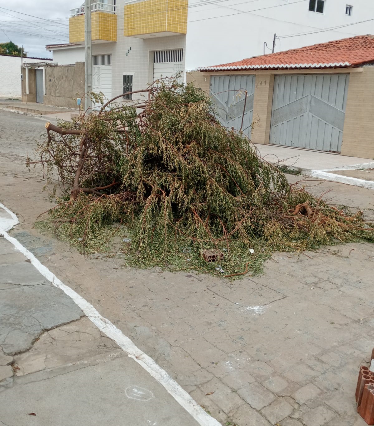 Moradores do bairro São Sebastião cobram da Prefeitura de Patos remoção de árvore na via pública