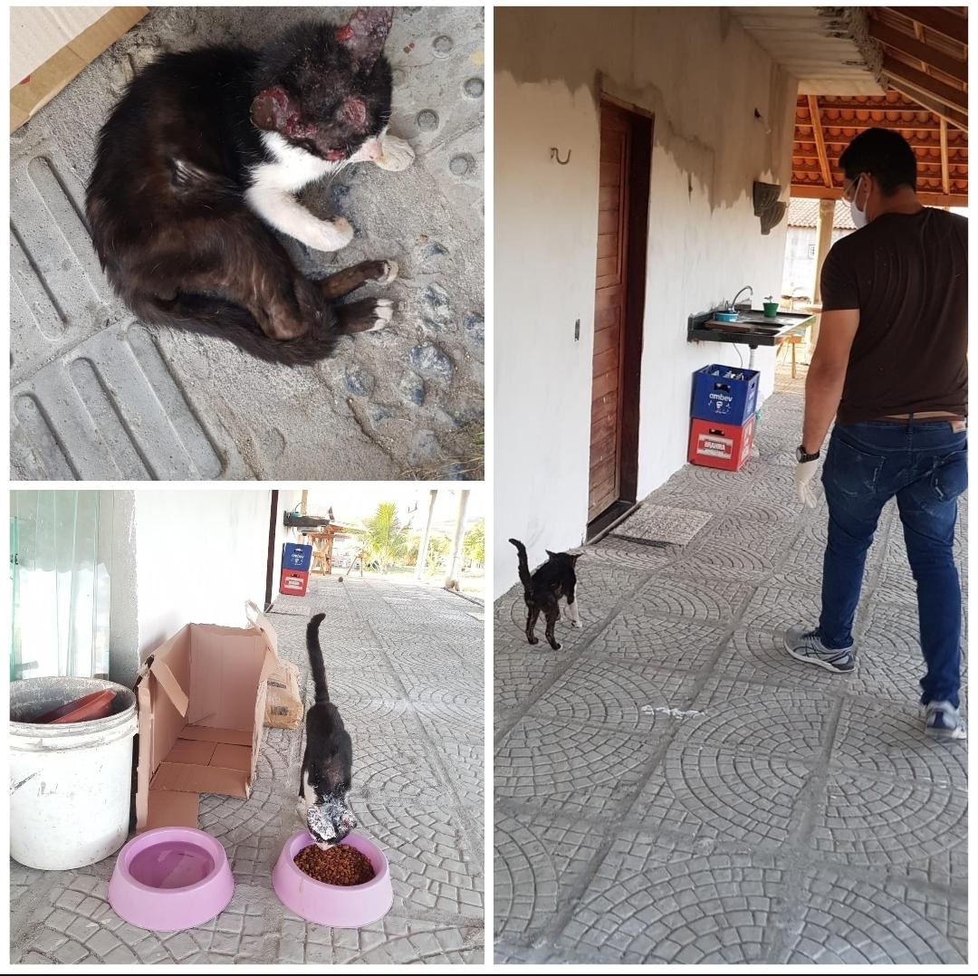 Após receber denúncia Vereador Sargento Patrian socorre em Patos Gatinho ferido após acidente