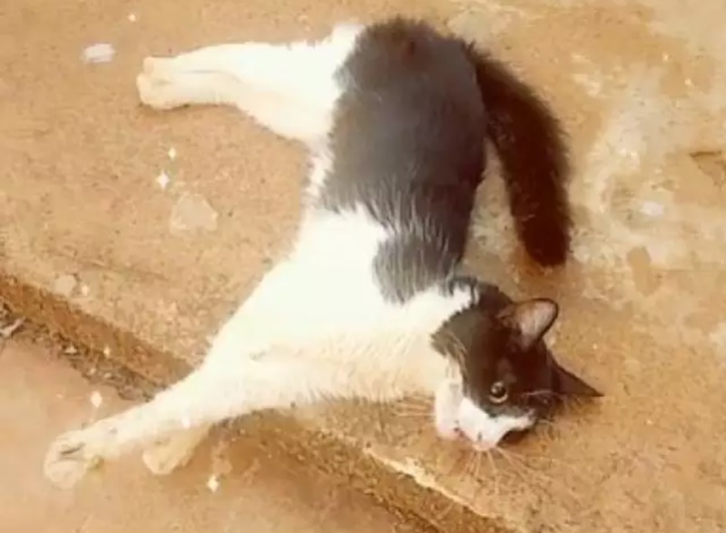 Vereador Zé Gonçalves diz que animais de rua estão sendo envenenados e cobra providências da gestão municipal. Ouça