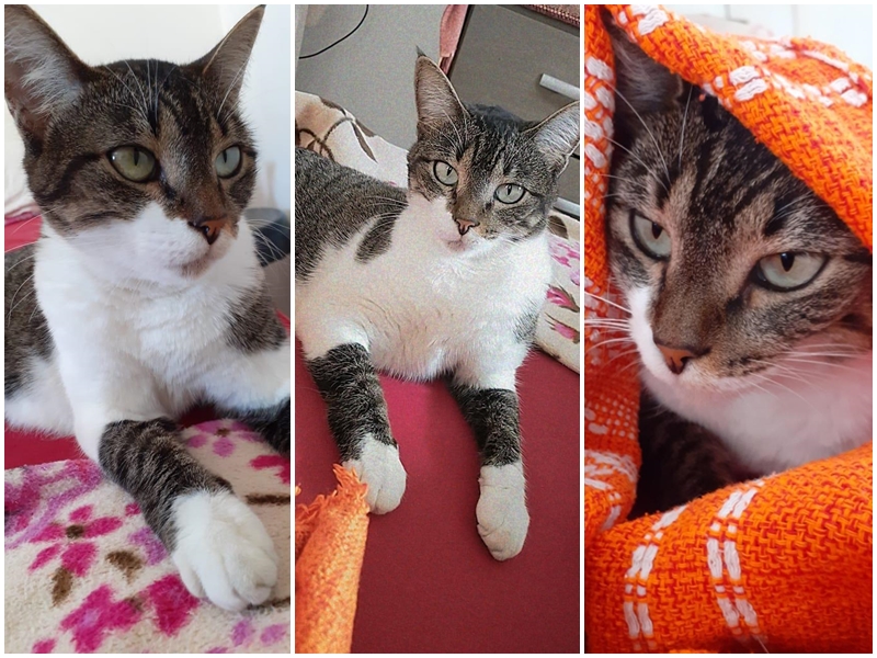 Família busca por gata de estimação desaparecida em Patos