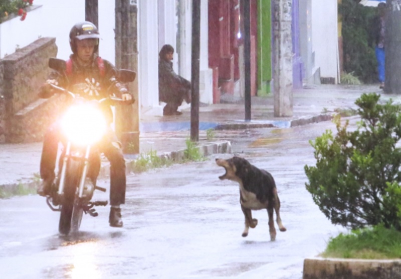Mais um ataque de cães é registrado em Patos; moradores se dizem preocupados com a situação