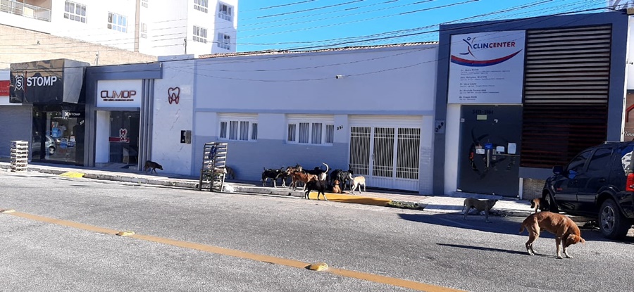 Flagrante: Internauta se assusta com a quantidade de cães no Centro de Patos. Veja
