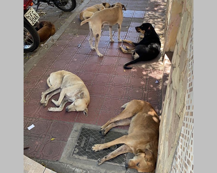 Vereador pede providências ao município pra resolver a situação crítica envolvendo os animais de rua. Ouça