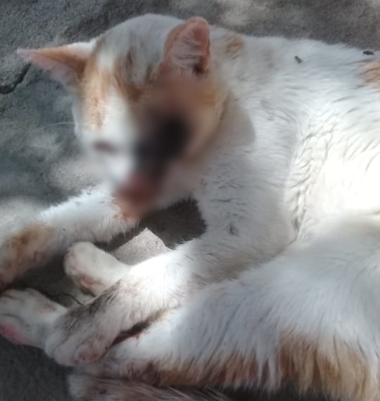 Gato com olho vazado sofre no bairro Vila Cavalcante, em Patos, e morador pede ajuda para salvar o animal