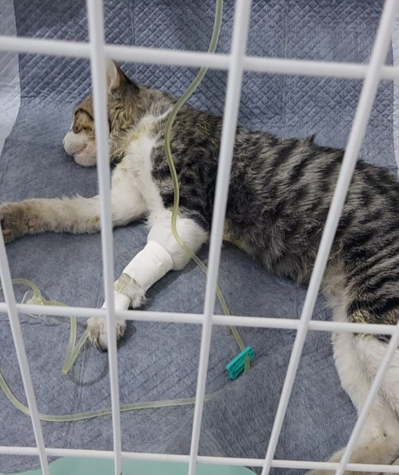 Polêmico: Jovem tem gato de estimação morto por envenenamento e desabafa pedindo providências das autoridades