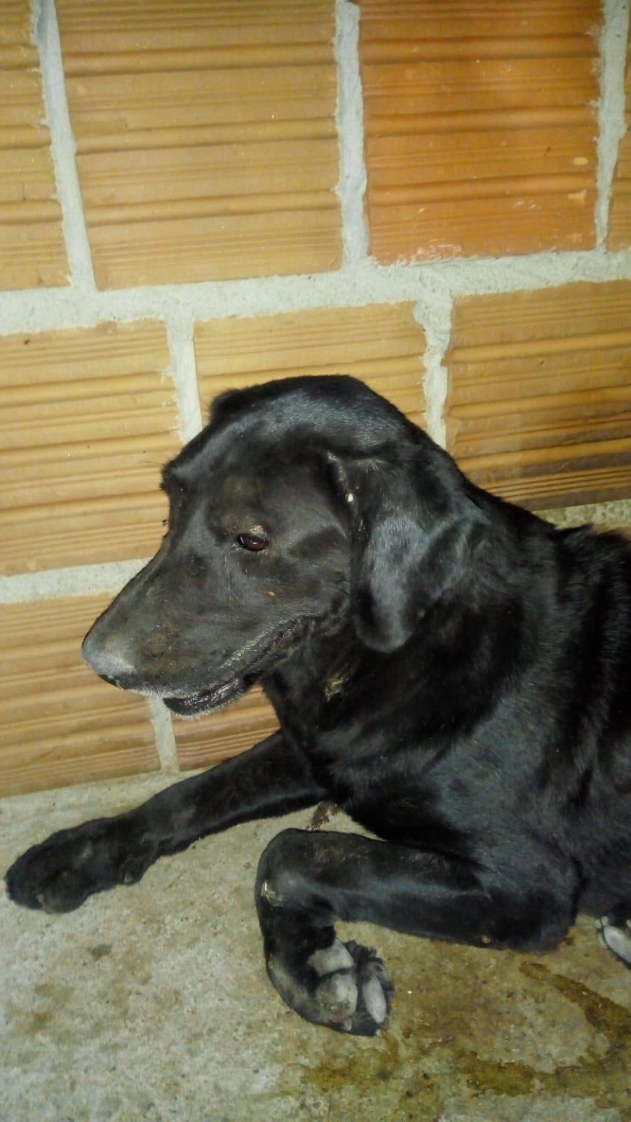 Mulher pede ajuda para salvar a vida de uma cadela. Saiba como participar