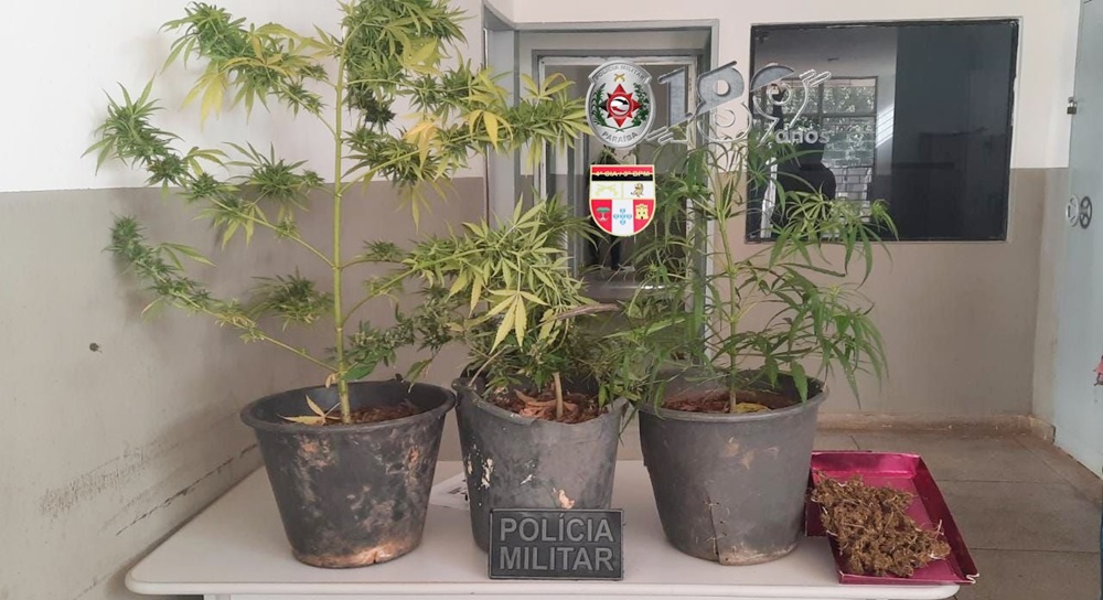Polícia Militar identifica cultivo de drogas na zona rural de Teixeira-PB