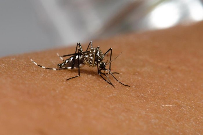 Nove municípios da região de Patos apresentam alto risco de infestação pelo Aedes aegypti neste momento