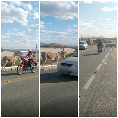 Flagrante: Equipe Patosonline.com faz registro de jumento disputando espaço da BR-361 com carros e motos. Veja