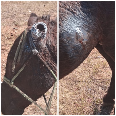 Crueldade: Jumento de carroceiro é esfaqueado durante a madrugada e dono pede ajuda. Veja