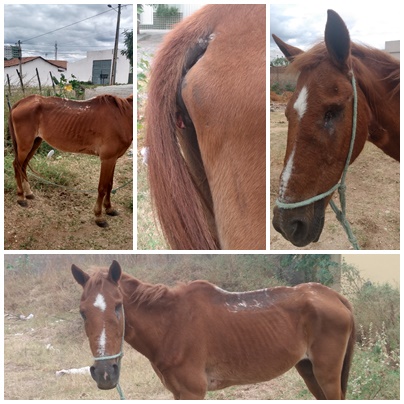 Patosonline.com recebe mais uma denúncia de maus-tratos de animais em Patos. Veja