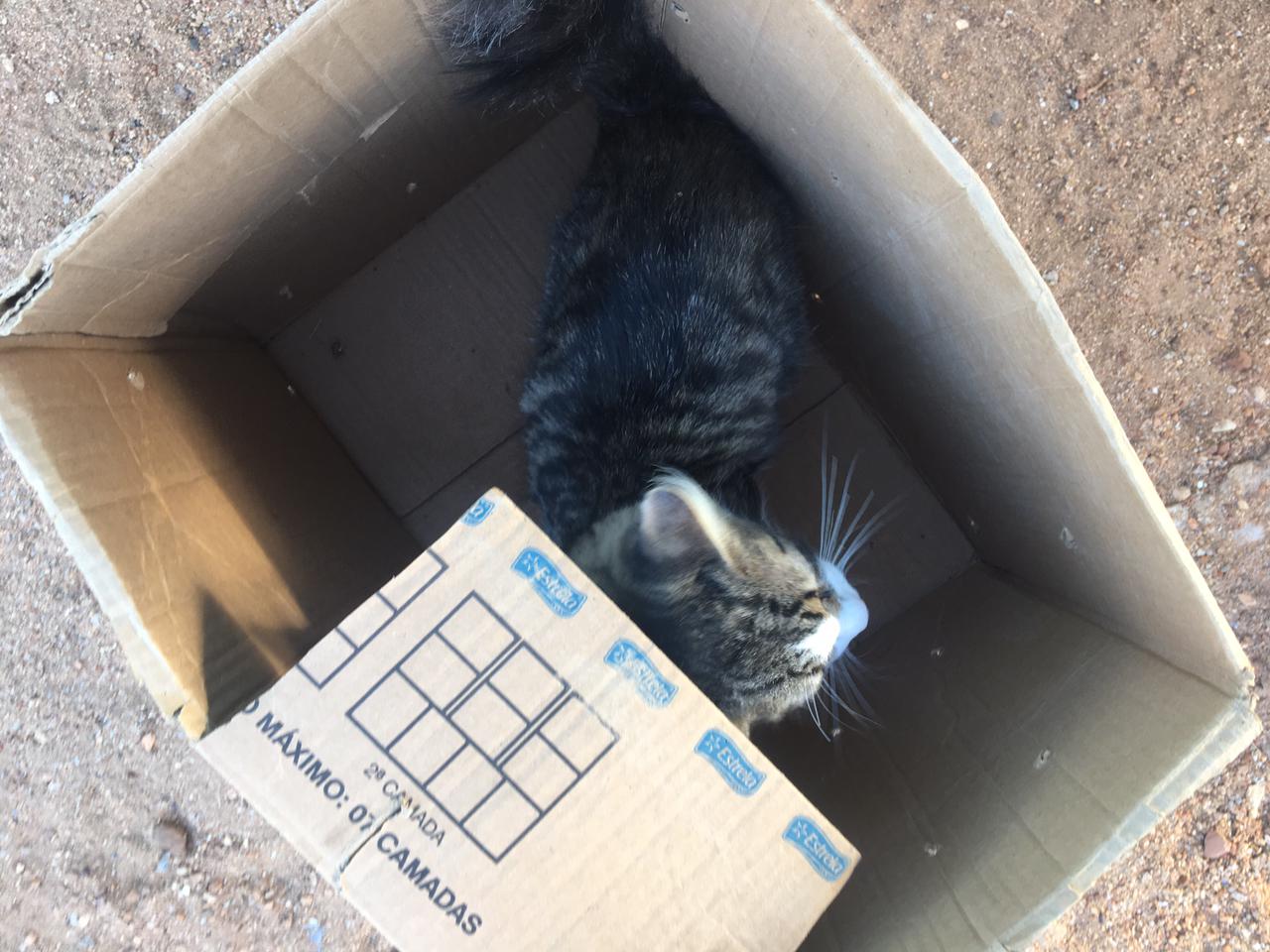 Moradores do Bivar Olinto reclamam que estão abandonando e envenenando gatos no bairro