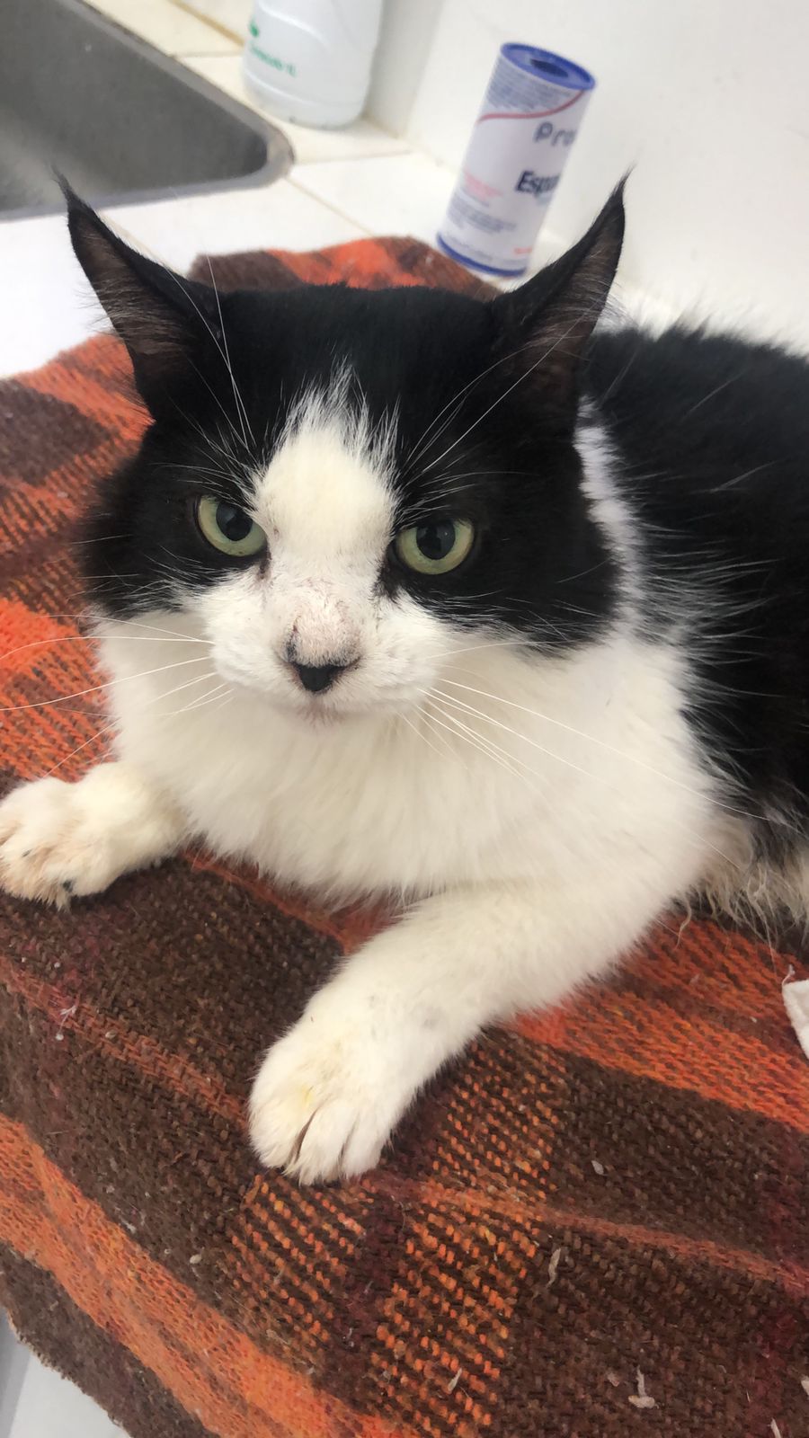 Jovem faz apelo ao Patosonline.com para encontrar gato desaparecido em Patos. Veja