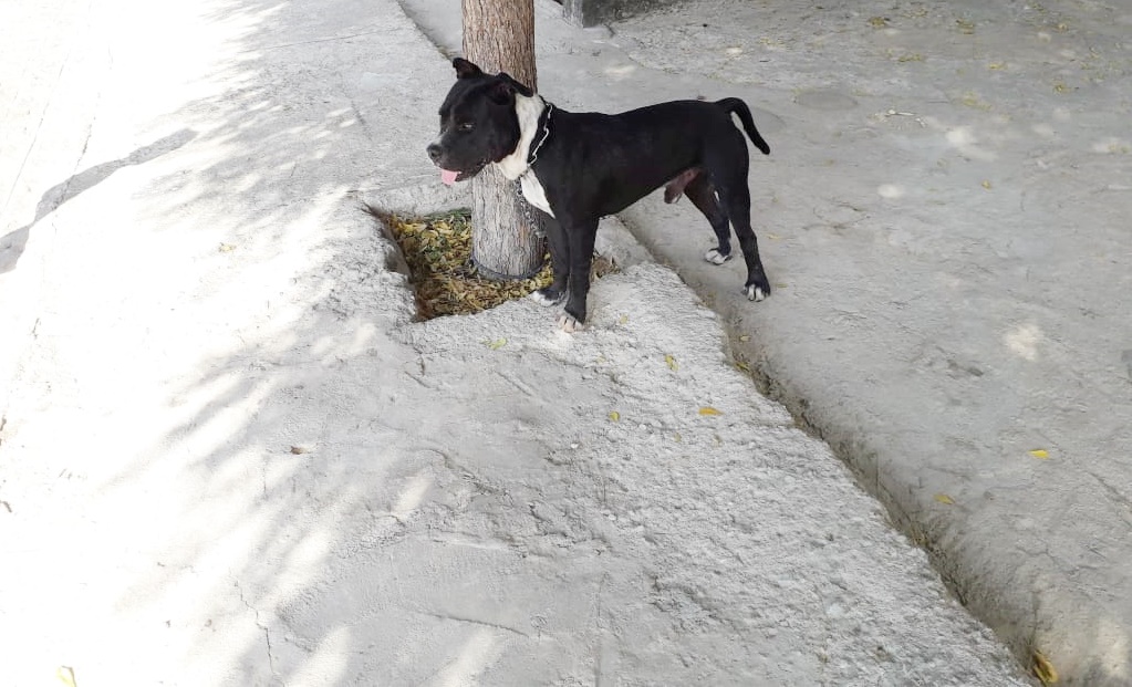 Em Patos: Cidadão encontra cão de raça perambulando e tenta encontrar o dono. Veja