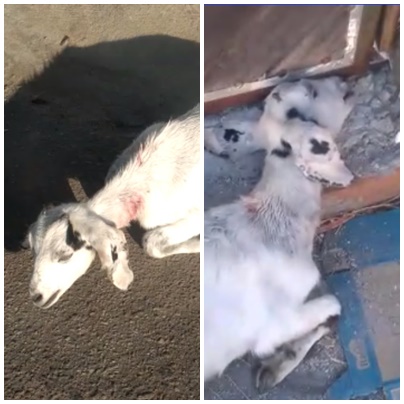 Em Patos: Cães de rua atacam e matam caprinos neste domingo (19)