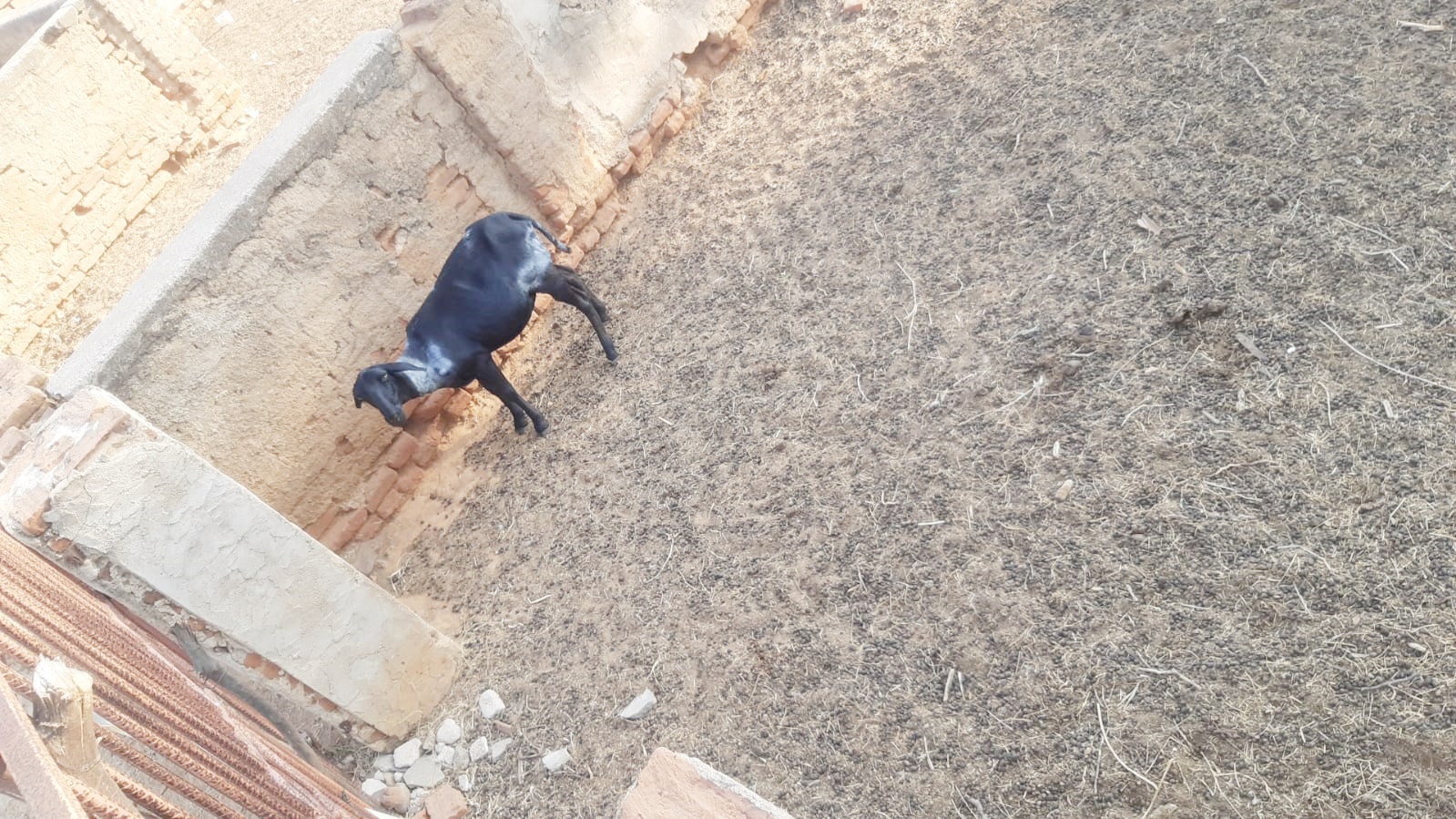 Após relato de ataques de cães a bodes na cidade de Patos, agricultores da região também relatam fatos semelhantes