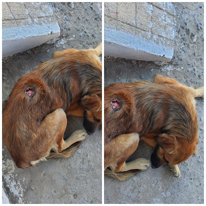 Cão de rua com grave infecção precisa de ajuda em Patos: “o ferimento está aumentando”, disse Rafa