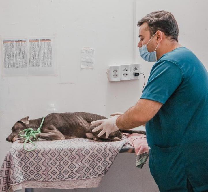 Prefeitura de Patos destina veículo para recolher animais de rua que serão submetidos a exames e castrações