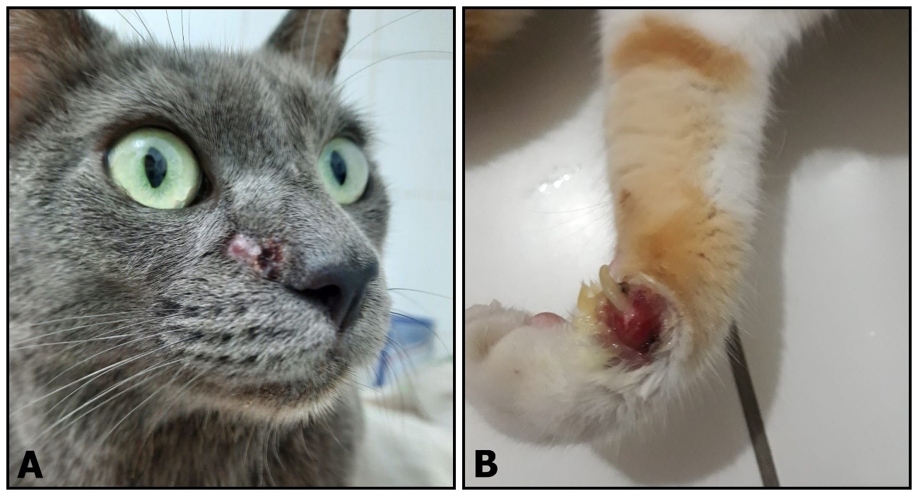 Esporotricose: um problema de sanidade animal e Saúde Pública