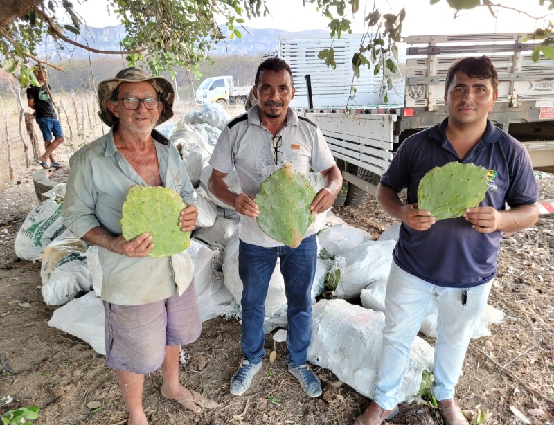 Secretaria de Agricultura distribui 40 mil raquetes de palma forrageira, em Catingueira