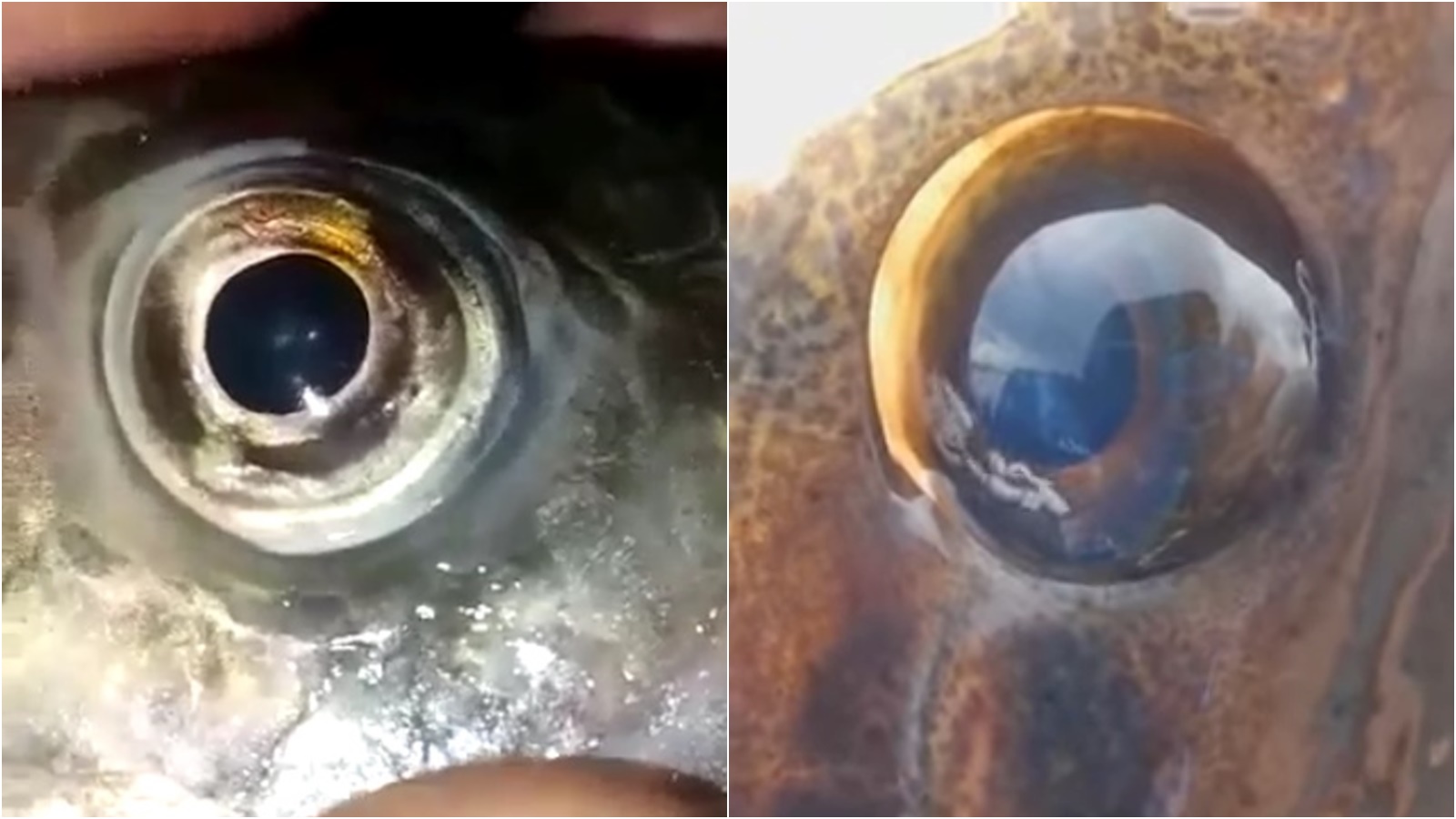 Vídeos mostram parasitas em olhos de peixes; veterinário desmente boatos sobre infecção de seres humanos