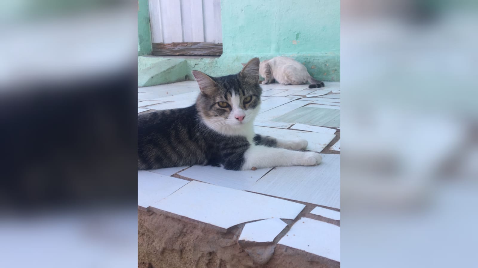 Jovem faz apelo ao Patosonline para encontrar gato desaparecido em Patos