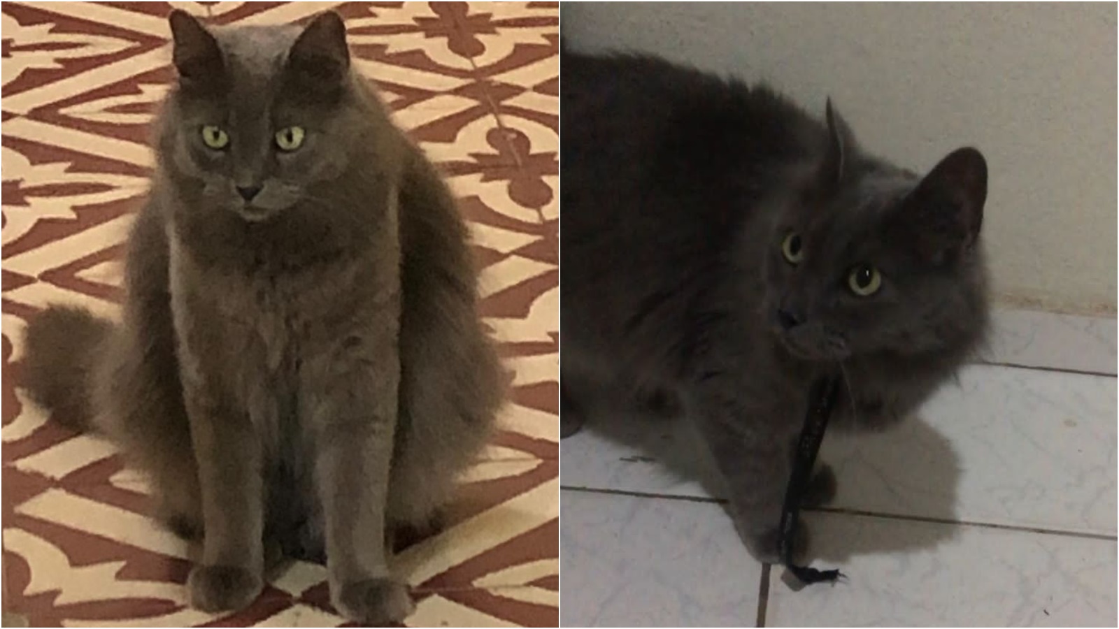 Família está a procura de gatinha de estimação que fugiu de residência próxima a BR-361, entre Santa Terezinha e Patos