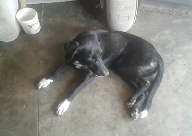 Morador do bairro da vitória pede que Prefeitura de Patos faça o tratamento de uma cadela doente