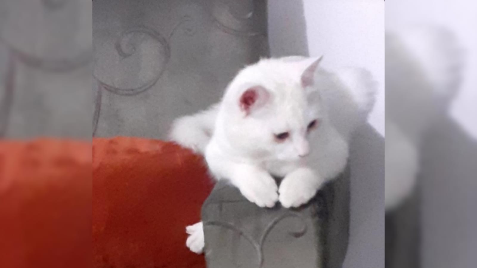 Mulher está a procura de gato de estimação desaparecido em Patos