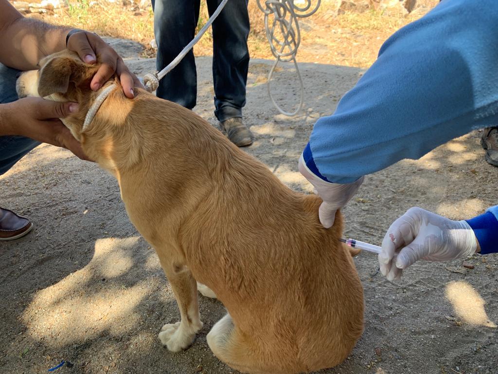 Calendário da vacinação antirrábica em Patos passa por mudança