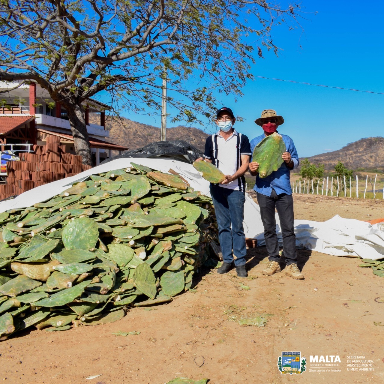 Em prol do homem do campo, Secretaria de Agricultura de Malta distribui 20 mil raquetes de palma para agricultores