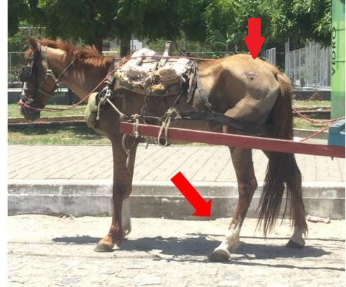 Vereador Patrian apresenta projeto de Lei que regulamenta cuidados com animais de veículos de carga